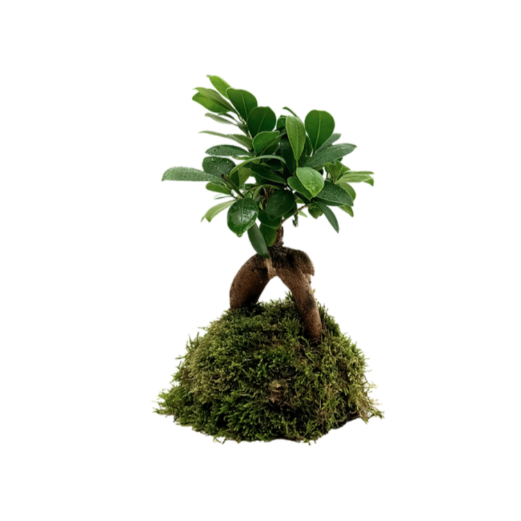 Decor natural Ficus Ginsen Fig Bonsai Insula - imagine 5
